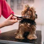 Grooming with Love: Building Trust and Bonding with Your Dog