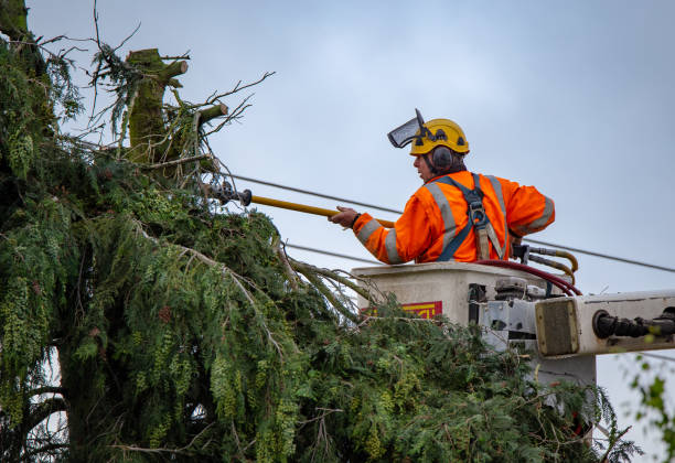 Trimming Titans: St. Paul's Top Tree Care Specialists