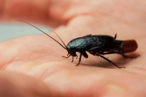 Professional Cockroach Control Experts in Sydney