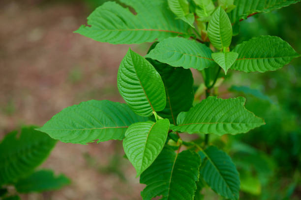 Navigating the Online Kratom Marketplace: Tips for Buyers