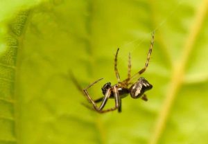 Unveiling the Secrets of Eco-Friendly Spider Control in Sydney